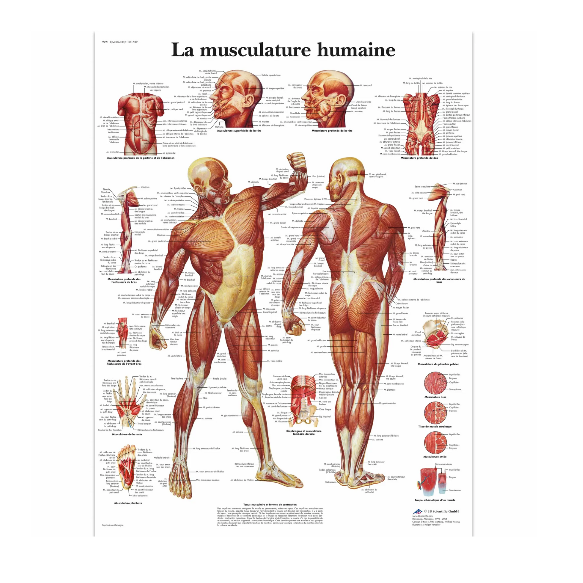 Planche anatomique - La musculature - Anatomie et pathologie - 3B Scientific - My Médical