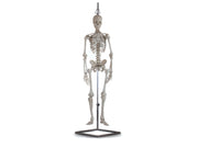 Mini Squelette Humain 80cm échelle 1/2 - My Podologie