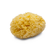 Natural sponge - Peclavus