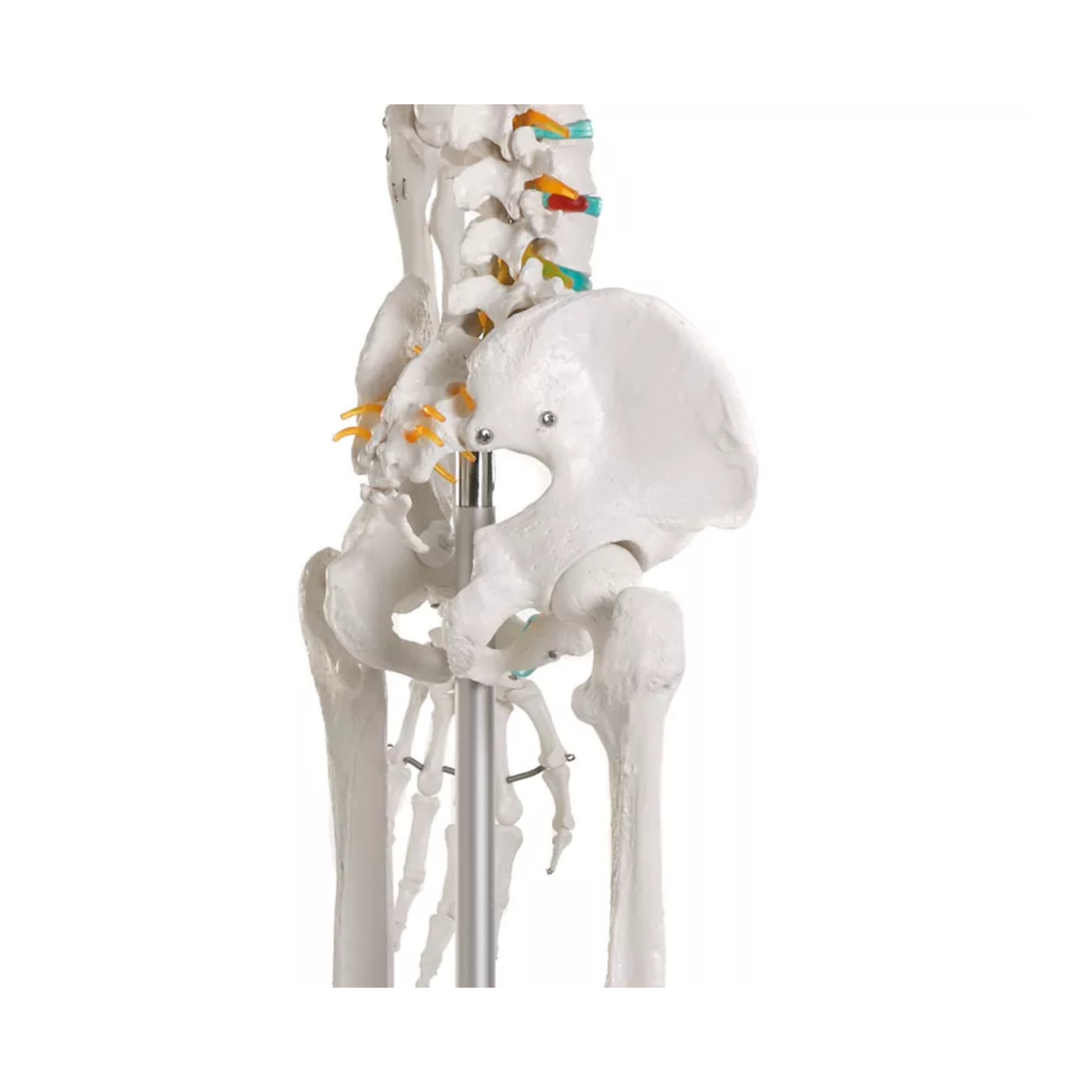 Squelette corps humain 1m78 Oscar - My Médical