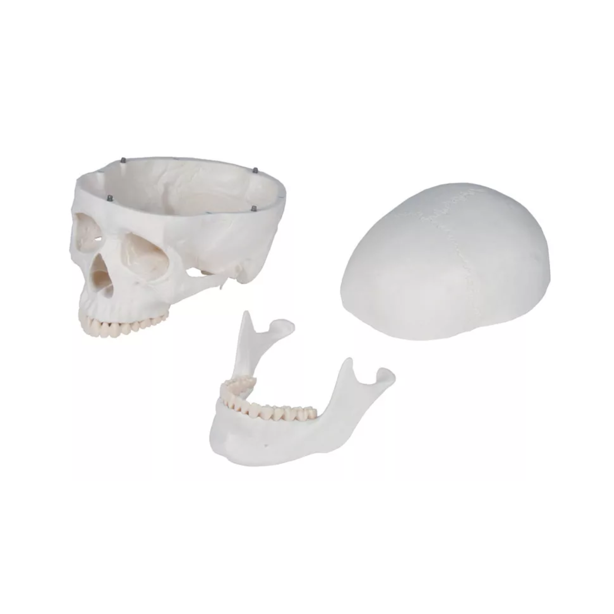 Squelette corps humain 1m78 Oscar - My Médical