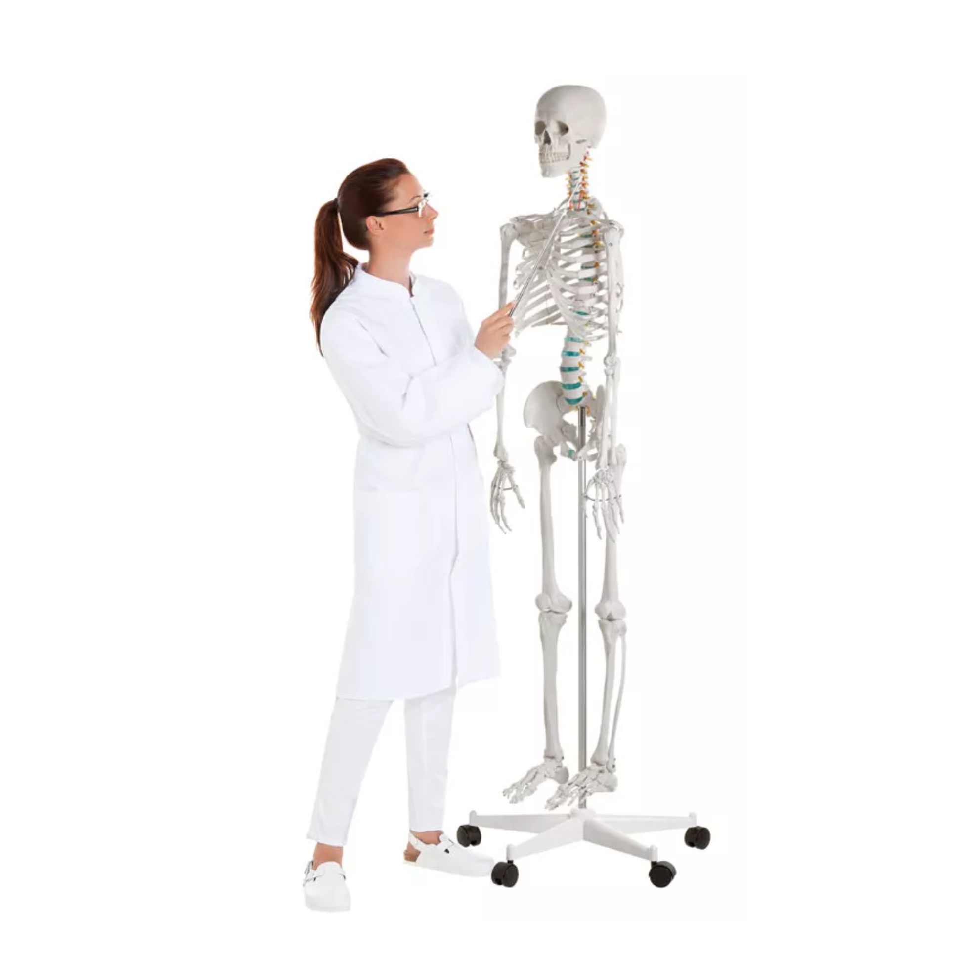 Squelette corps humain 1m78 Oscar - My Médical