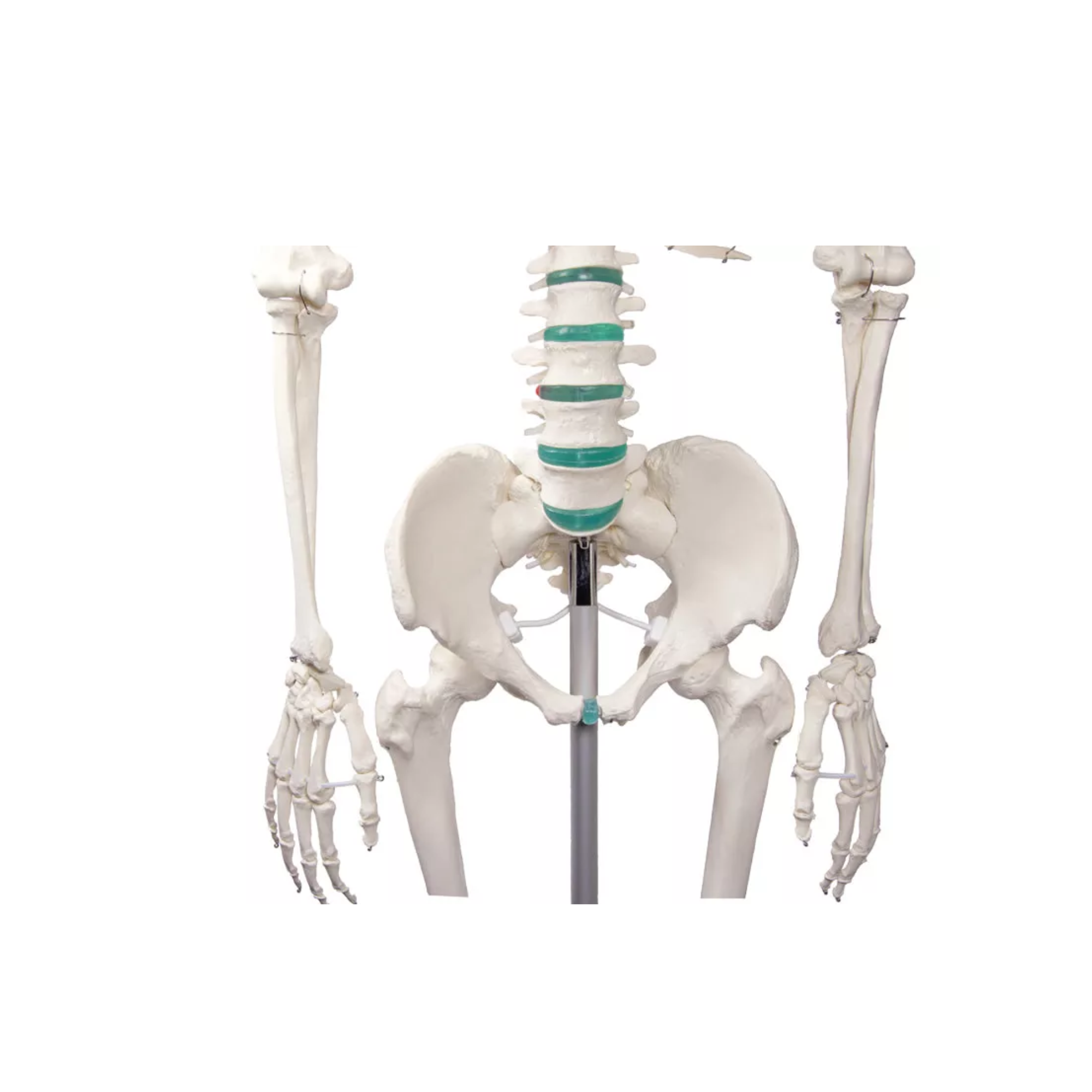 Squelette corps humain 1m78 Oscar - My Médical