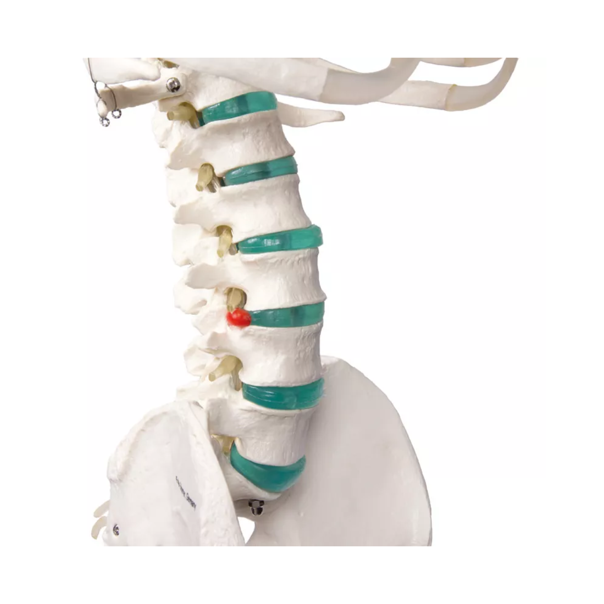 Squelette corps humain 1m78 Oscar - My Médical