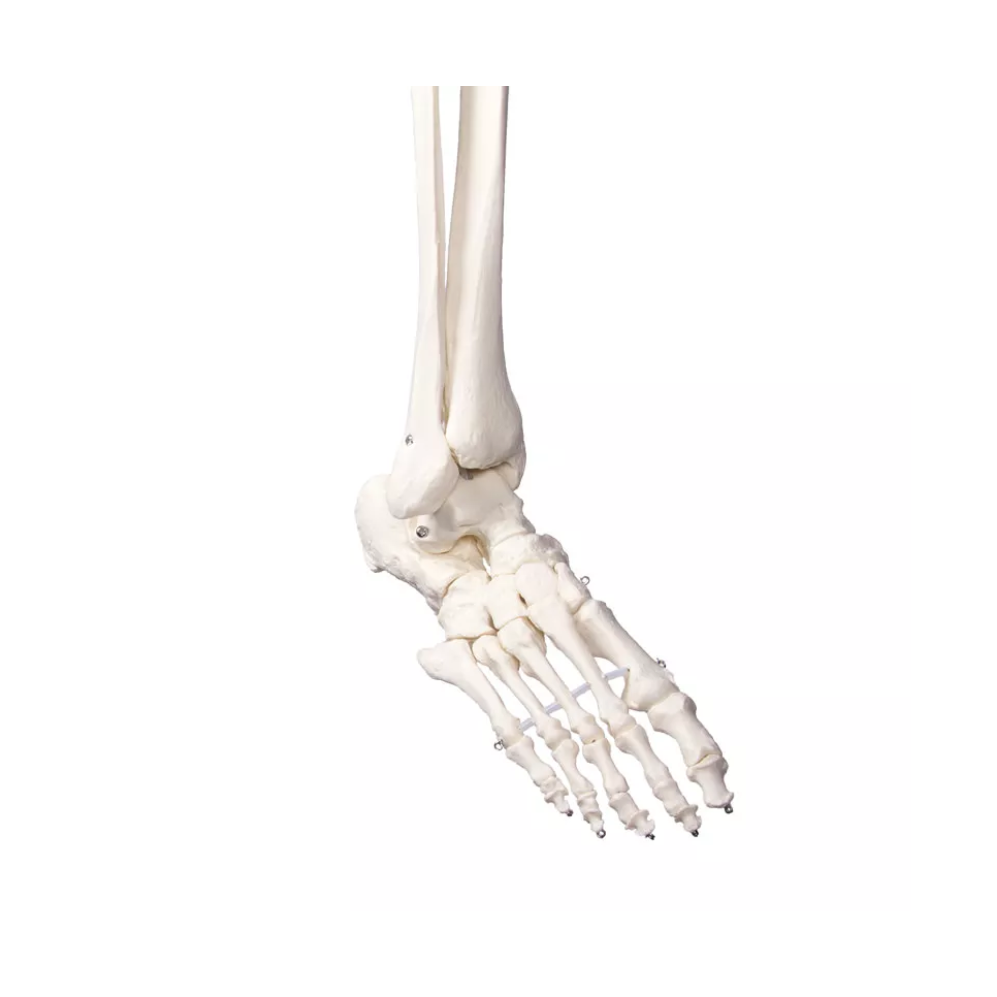 Squelette corps humain 1m78 Oscar - My Médical