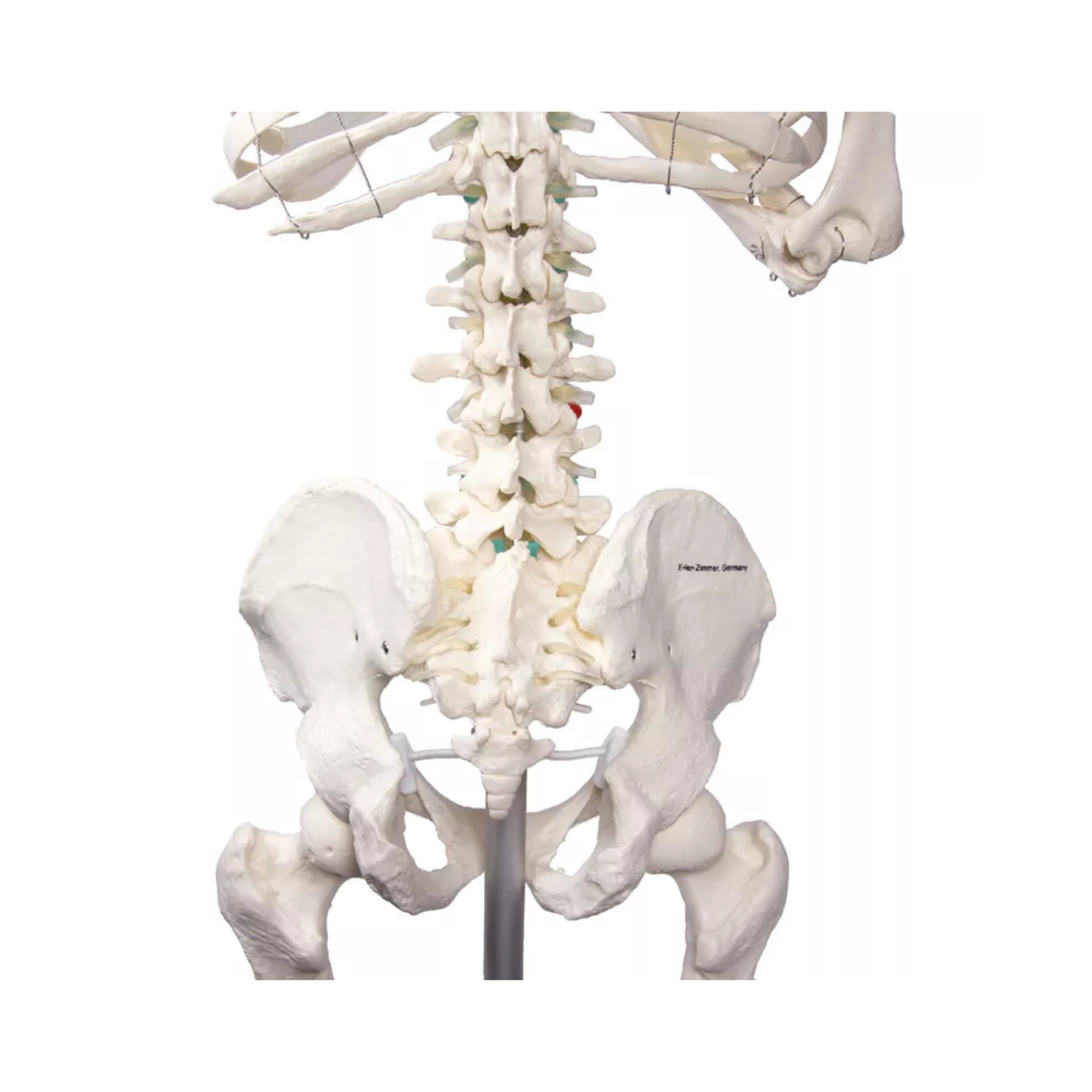 Squelette corps humain 1m78 Oscar - My Médical