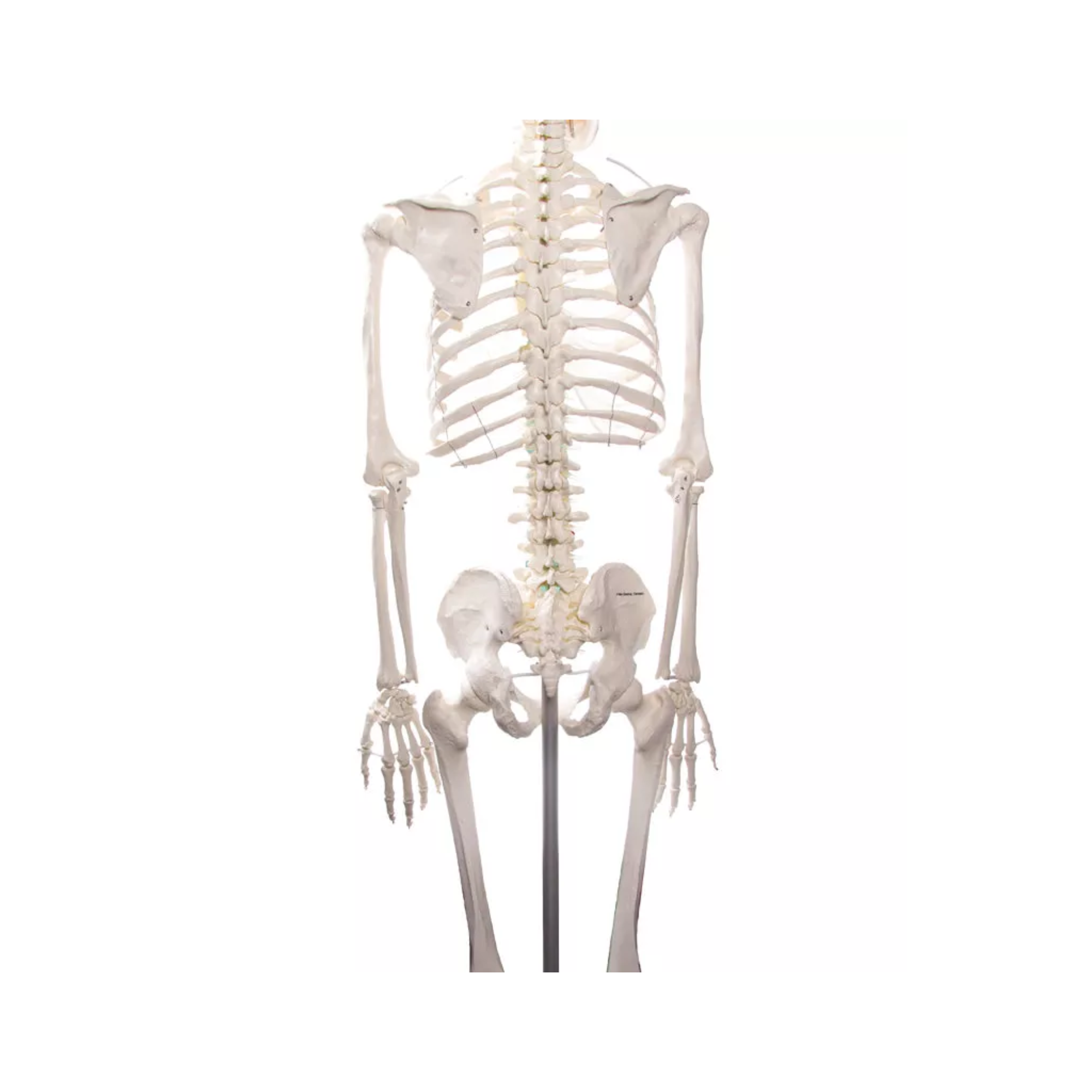 Squelette corps humain 1m78 Oscar - My Médical