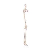 Leg skeleton with half pelvis + muscles drawn