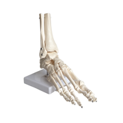 Squelette du pied articulé - My Podologie - My Médical