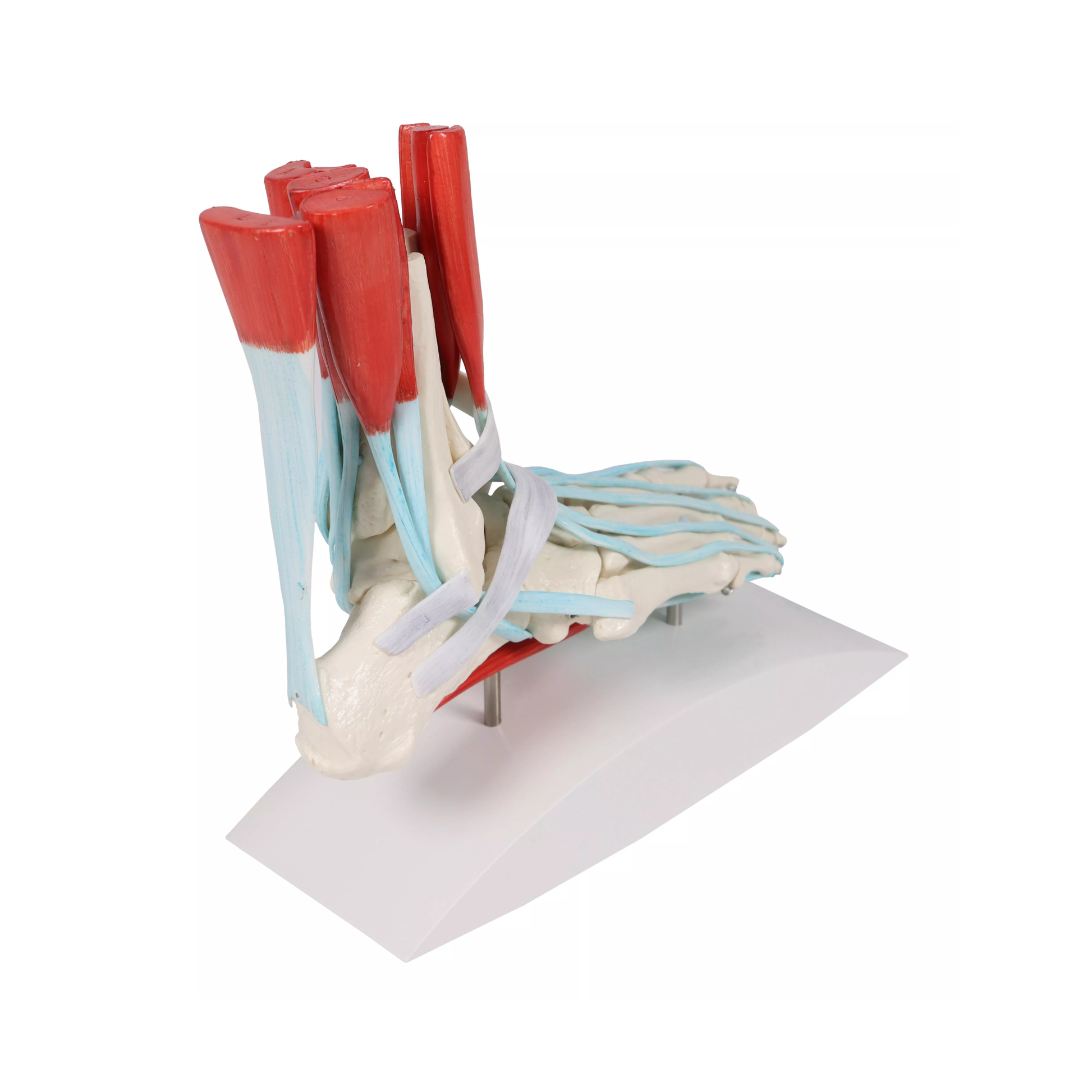 Squelette du pied avec ligaments et muscles - My Médical