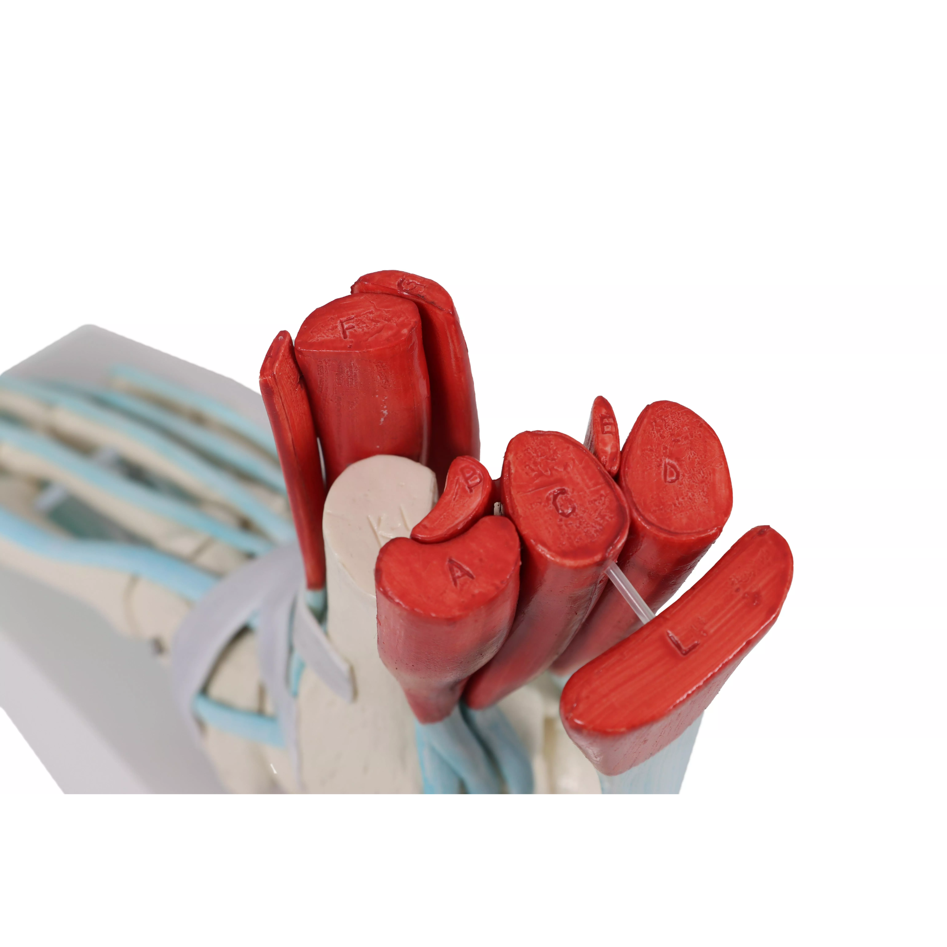 Squelette du pied avec ligaments et muscles - My Médical